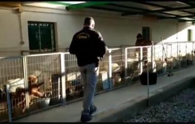 Detenidos en Granada por cortar las cuerdas vocales a decenas de perros en un criadero