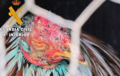 Detenido un vecino de Pamplona por peleas ilegales de gallos