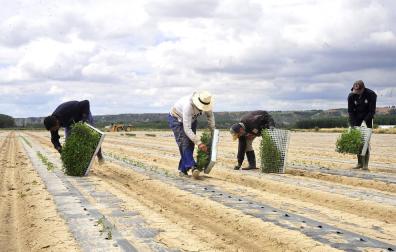Preocupación en el campo navarro por el recorte de 80 millones de la nueva PAC