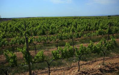 El proyecto turístico de la Ruta del Vino coge como base la cultura del vino. En la imagen, viñedos de Olite.