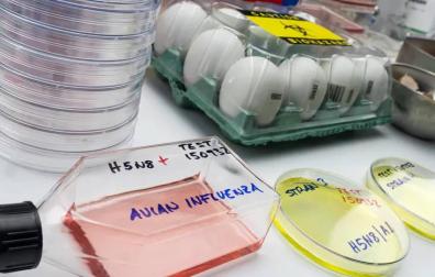 Una muestra del virus de la gripe aviar.