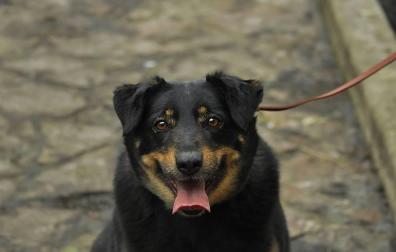 Amenaza con un cuchillo y agarra por el cuello a una mujer porque le molestaba su perro