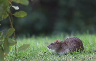 Las ratas, esos indeseados vecinos de la rotonda