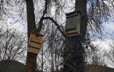 Instaladas cajas nido para aves insectívoras que combatirán a la polilla del boj