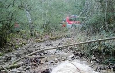 Alertan del incremento de ataques de perros de compañía a ganado