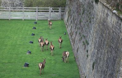 El parque de la Taconera alberga actualmente a ocho de los cuarenta ciervos que tuvo anteriormente.