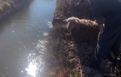 Rescatadas tres ovejas preñadas que se habían caído a un canal en Villafranca