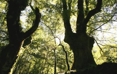 El bosque centenario de Artikutza, tema de la próxima charla