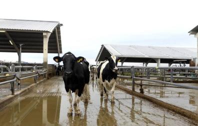 Fotos de la explotación ganadera