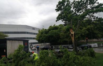La caída de una rama corta el tráfico en Villava