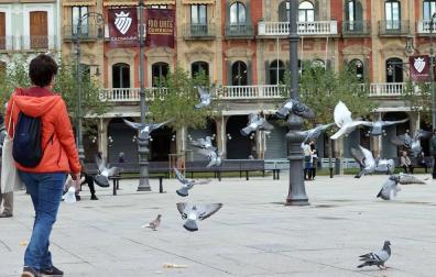Alrededor de 8.000 palomas viven entre vecinos y casas de Pamplona