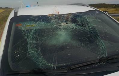Policía Foral atiende cinco accidentes con animales en un día