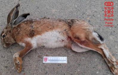 La liebre cazada por los galgos.