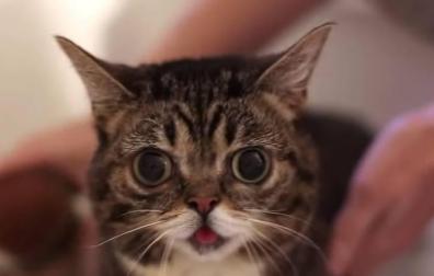 Por qué los gatos tienen más éxito en internet que cualquier otro animal