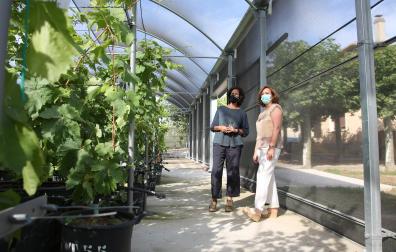 La consejera Gómez visita el invernadero de viñas antiguas, acompañada por Ana Sagüés, jefa de la Sección de Viticultura y Enología