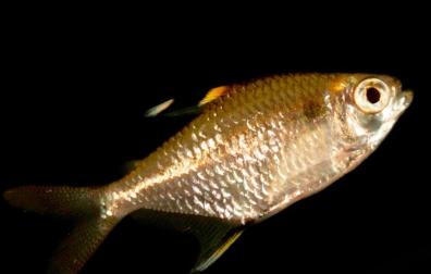 Sardina de la especie Hemigrammus unilineatus (Characidae), encontrada en el Parque Nacional Yasuní, al este de Ecuador