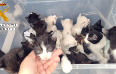 Cachorros de gatos abandonados