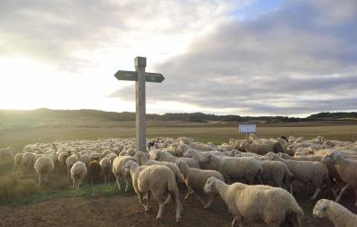 Las ovejas pirenaicas vuelven a Bardenas