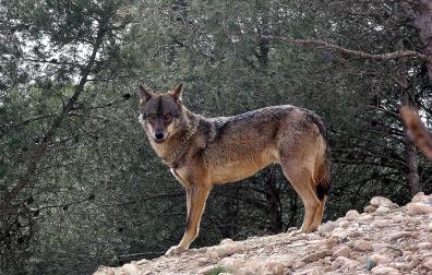 Ejemplar de lobo ibérico (canis lupus signatus), en una zona escarpada