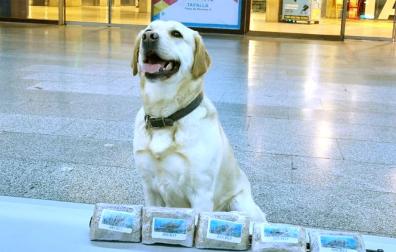 Droga detectada por el equipo canino de la Policía Municipal de Pamplona