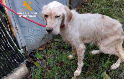 Imagen del perro abandonado