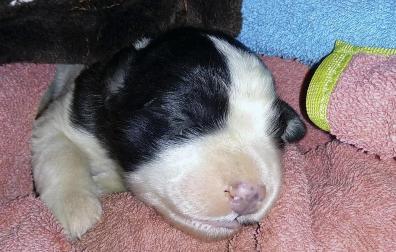 La perrita rescatada, en la casa de sus cuidadores de acogida
