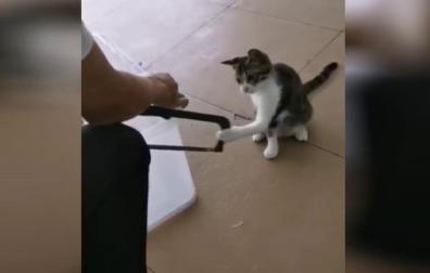 Los animales de compañía dejan de ser considerados "cosas" ante la ley y pasan a ser considerados "seres vivos dotados de sensibilidad".