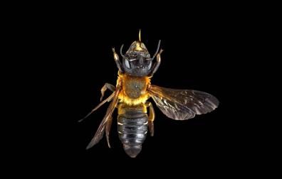 Uno de los ejemplares de abeja gigante de la resina capturados en Huarte.