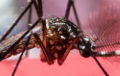 Se acerca la primavera y las larvas de los mosquitos comienzan a transformarse en insectos adultos