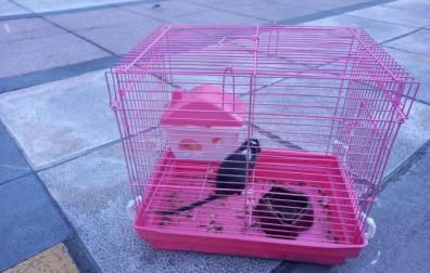 La mascota abandonada junto al contenedor