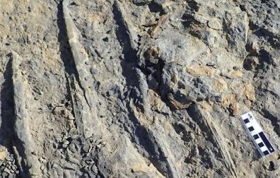 Un ejemplo de huellas de nado de cocodrilo gigante hechas por las garras de un cocodrilo raspando el fondo del canal de un río