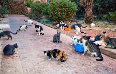 Gatos callejeros