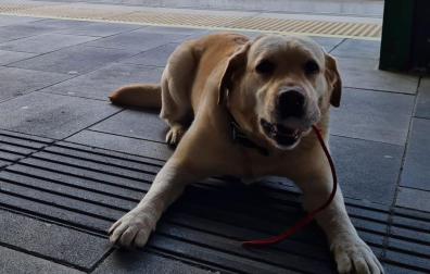 Imagen de la unidad canina de la Policía Municipal