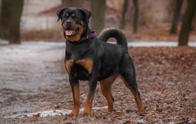Perro de raza Rottweiler