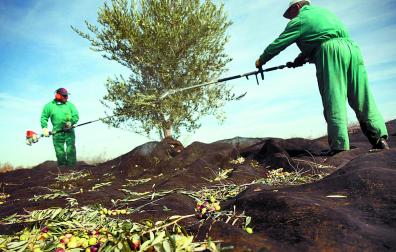 En los campos navarros cada vez resulta más difícil encontrar peones agrícolas