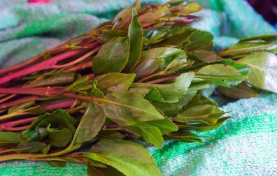 Planta de khat, un estimulante original de África oriental