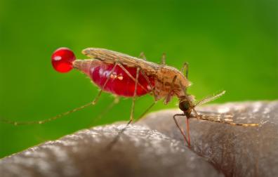 Hembra de mosquito Anopheles gambiae, vector del parásito que causa la malaria, Plasmodium falciparum. Este parásito produce un precursor llamado (E)-4-hidroxi-3-metil-but2-enil pirofosfato que activa los glóbulos rojos humanos para atraer con más fuerza al mosquito e invitarle a chuparnos la sangre.