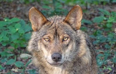 Un ejemplar de lobo ibérico