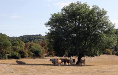 Las vacas de Enrique Garralda, ganadero y alcalde de Erro, aprovechan una de las pocas sombras de la finca para huir del calor, el pasado jueves