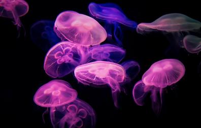 Imagen de medusas marinas.