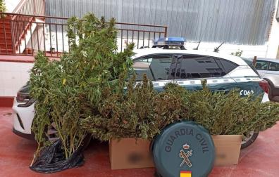 Algunas de las plantas encontradas