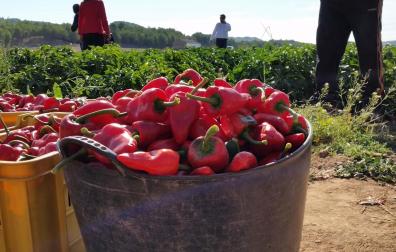 Recogida de pimientos del piquillo de Lodosa esta campaña