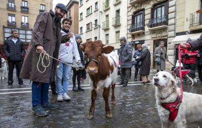 Muchos perros y un novillo en la bendición del día de San Antón en Pamplona./