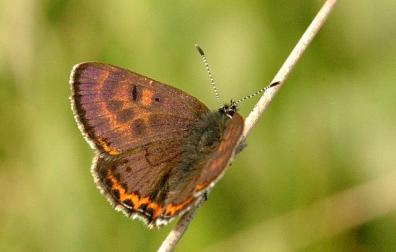 Ejemplar de la mariposa 'Manto violeta'