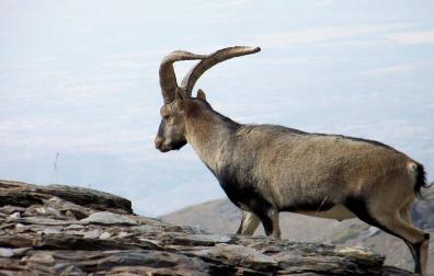 El último bucardo (capra pyrenaica pyrenaica), una hembra llamada Celia, murió en el año 2000