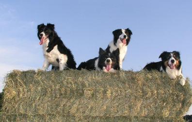 Imagen de archivo de varios Border Collies