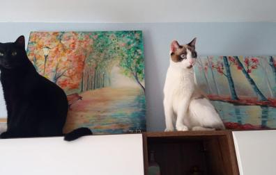 Los gatos ya forman parte de la familia