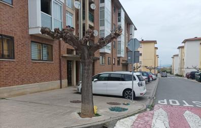 El autobús ha chocado con su lateral contra este árbol, cerca del colegio.