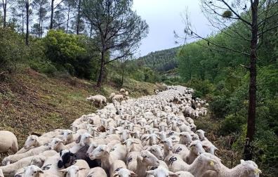 Rebaño a su paso por la vía, una vez realizado el desbroce