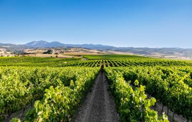 Viñedos de la Bodega Marco Real.
